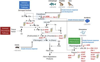 Fibrinolytic Serine Proteases, Therapeutic Serpins and Inflammation: Fire Dancers and Firestorms